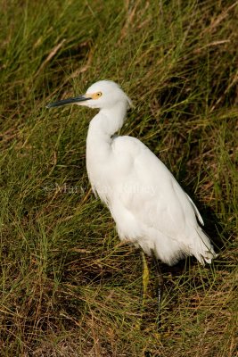 Snowy Egret _I9I1076.jpg