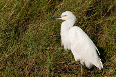 Snowy Egret _I9I1088.jpg