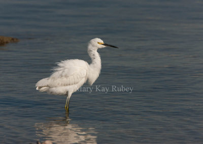 Snowy Egret _I9I8825.jpg