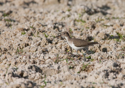 Spotted Sandpiper _11R7670.jpg