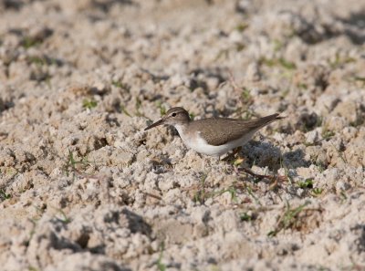 Spotted Sandpiper _11R7672.jpg