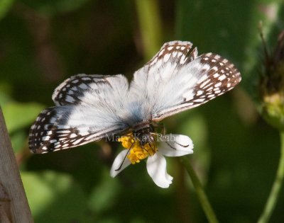 Checkered-Skippers (Pyrgus)