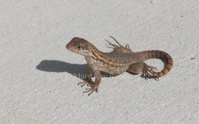 Curly-tailed Lizard _11R8339.jpg