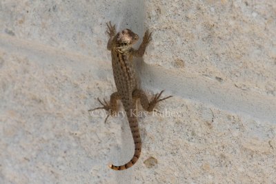 Curly-tailed Lizard _11R8350.jpg