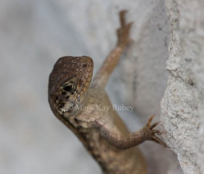 Curly-tailed Lizard _11R8360.jpg