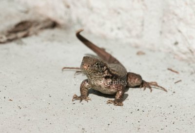 Curly-tailed Lizard _I9I9860.jpg