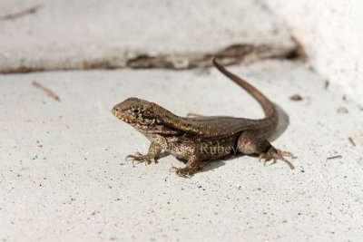 Curly-tailed Lizard _I9I9872.jpg