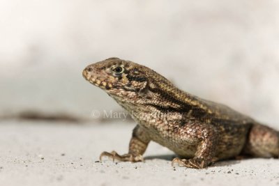 Curly-tailed Lizard _I9I9882.jpg