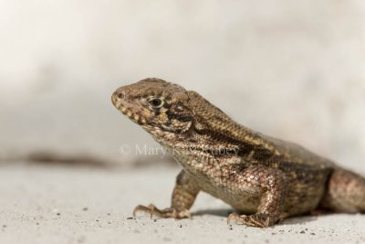 Curly-tailed Lizard _I9I9885.jpg