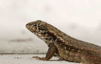 Curly-tailed Lizard _I9I9887.jpg