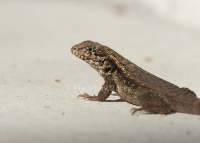 Curly-tailed Lizard _I9I9888.jpg