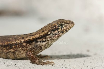 Curly-tailed Lizard _I9I9889.jpg