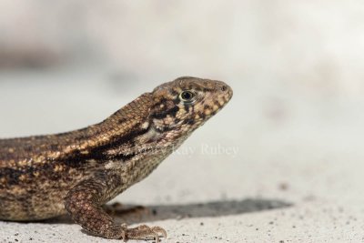 Curly-tailed Lizard _I9I9891.jpg