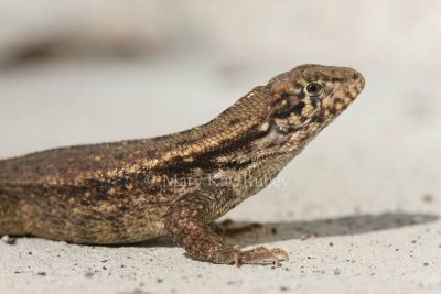 Curly-tailed Lizard _I9I9892.jpg