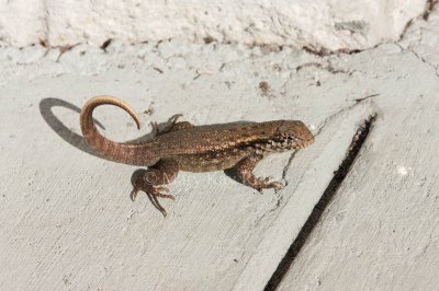 Curly-tailed Lizard _I9I9908.jpg