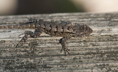 Eastern Fence Lizard _I9I8086.jpg