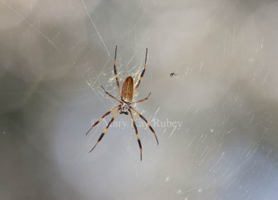 Golden-Silk Spider in web _I9I8027.jpg