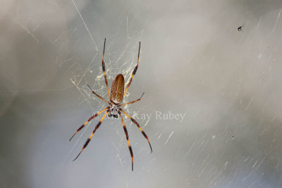Golden-Silk Spider in web _I9I8028.jpg