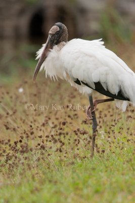 Wood Stork _I9I0648.jpg