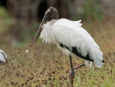 Wood Stork _I9I0649.jpg