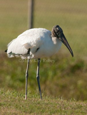 Wood Stork _I9I1192.jpg