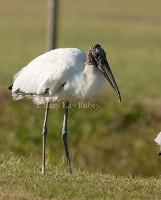 Wood Stork _I9I1193.jpg