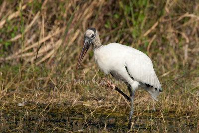 Wood Stork _I9I9349.jpg