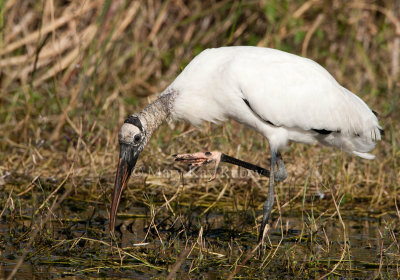 Wood Stork _I9I9352.jpg