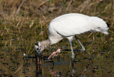 Wood Stork _I9I9376.jpg