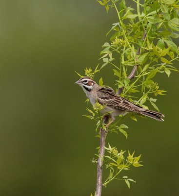 Lark Sparrow (IL) _I9I0802.jpg