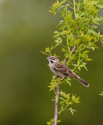 Lark Sparrow (IL) _I9I0811.jpg