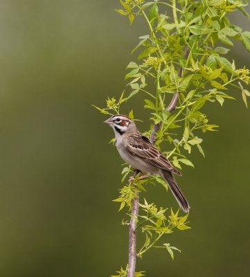 Lark Sparrow (IL) _I9I0813.jpg