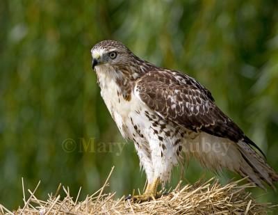 Red-tailed Hawk _S9S5317.jpg
