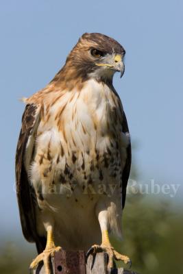 Red-tailed Hawk _S9S8391.jpg