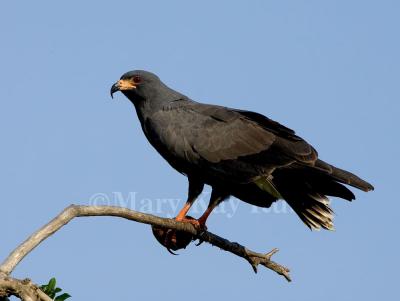 SNAIL KITES (Rostrhamus sociabilis)