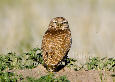 Burrowing Owl _H9G9031.jpg
