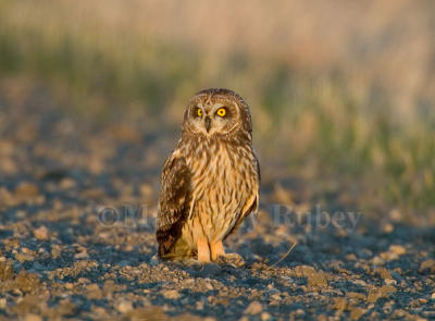 Short-eared Owl D4EC8302.jpg