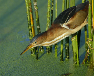 Least Bittern 58FB7671.jpg