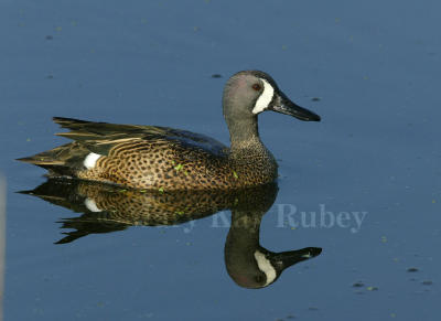 BLUE-WINGED TEAL (Anas discors)