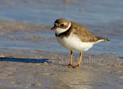 Semipalmated Plover _H9G5559.jpg