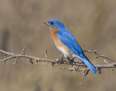 EASTERN BLUEBIRDS (Sialia sialis)