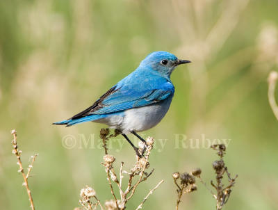 MOUNTAIN BLUEBIRDS (Sialia currucoides)
