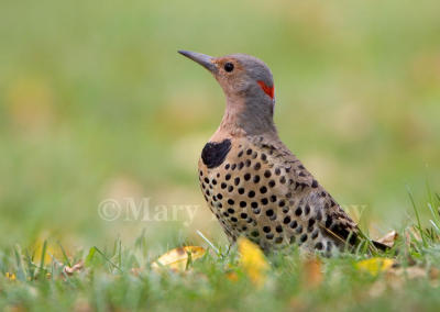 NORTHERN FLICKERS (Colaptes auratus)