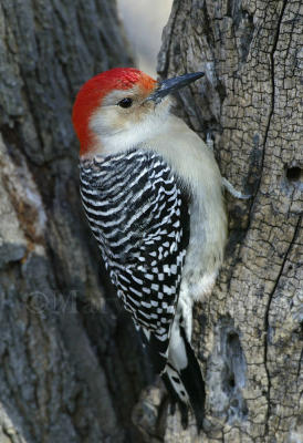 Red-bellied Woodpecker D4EC6775.jpg