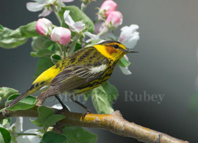 Cape May Warbler D4EC0388.jpg