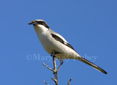 LOGGERHEAD SHRIKES (Lanius ludovicianus)