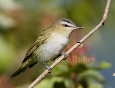 RED-EYED VIREOS (Vireo olivaceus)