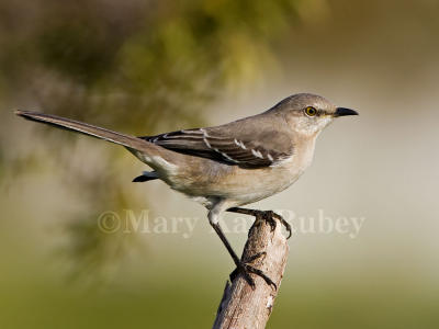 Northern Mockingbird _H9G1478.jpg