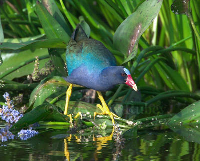 Purple Gallinule 58FB9713.jpg