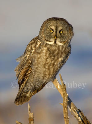 Great Gray Owl _H9G7195.jpg